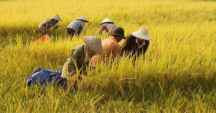 Rice crop 